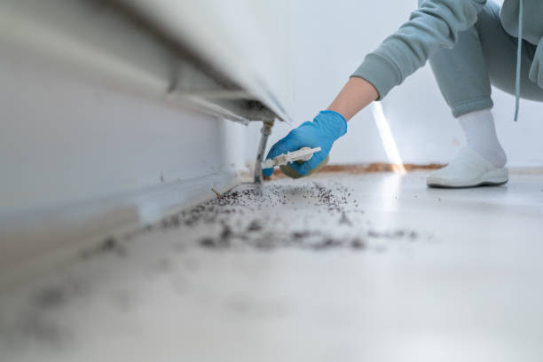 Best Termite Control Services  in Mullica Hill, NJ